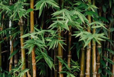 ecologische grondstoffen bamboe suikerriet maïs castorolie saponine wasnoten kurk biologisch katoen bijenwas tropisch hardhout
