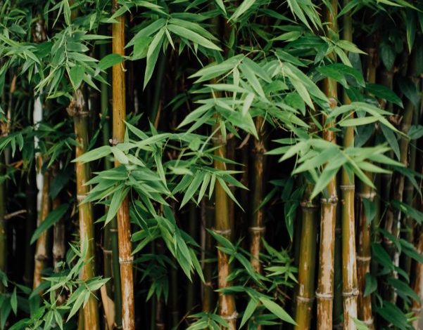 ecologische grondstoffen bamboe suikerriet maïs castorolie saponine wasnoten kurk biologisch katoen bijenwas tropisch hardhout